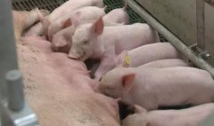 [科技苑]让母猪多生产仔翻一番的秘密