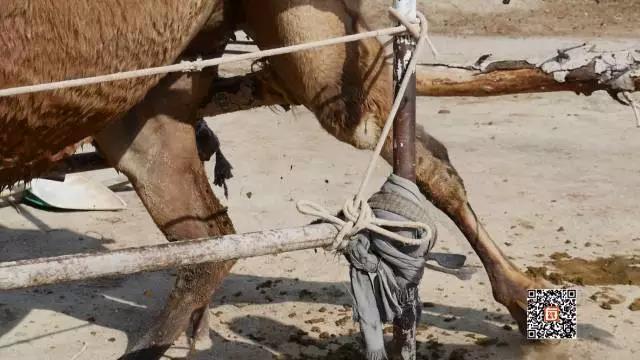 [每日农经]骆驼养殖效益好 满载财富助牧民脱贫致富