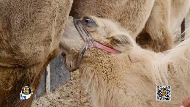 [每日农经]骆驼养殖效益好 满载财富助牧民脱贫致富