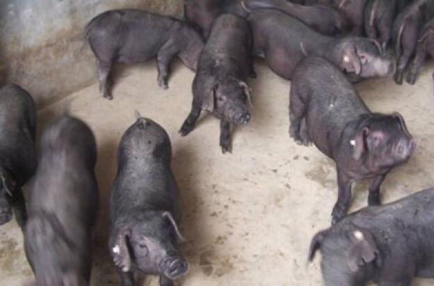 [农广天地]黑猪养殖长出雪花肉效益好