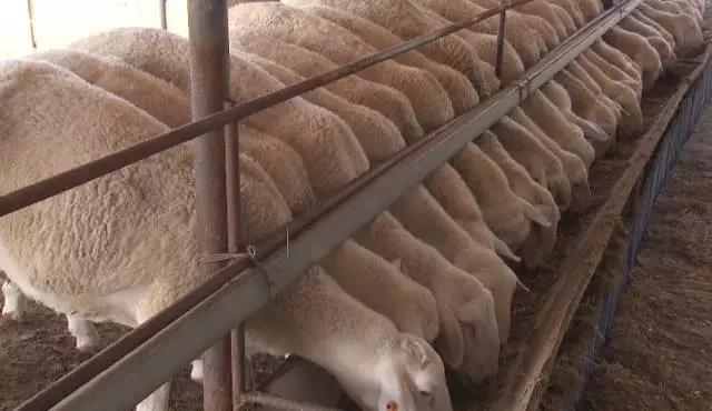 [科技苑]甜高粱亩产16吨让羊提前出栏的新饲料