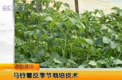 温室大棚土豆种植技术视频
