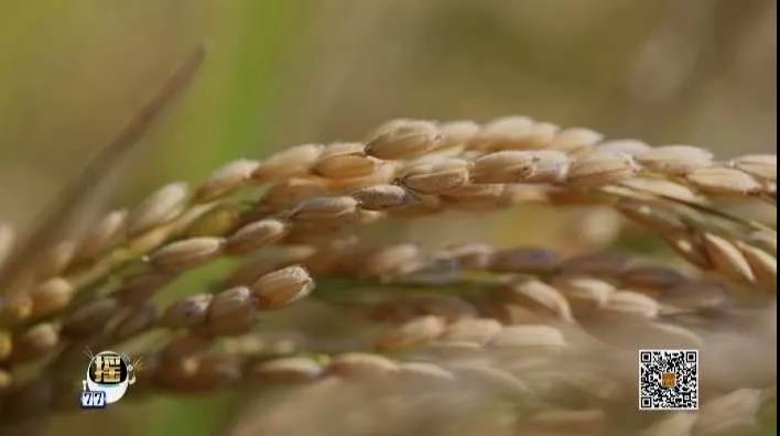 [每日农经]水稻赚钱另有高招 稻田套养效益好