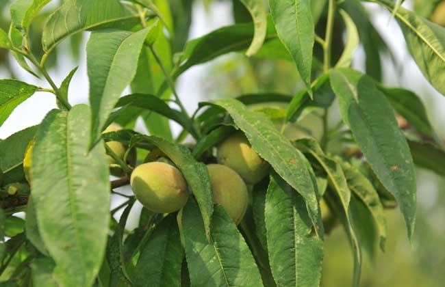 大棚桃树种植技术