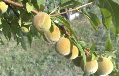 大棚桃树种植什么品种好，大棚桃树怎么种植？