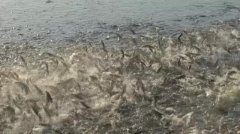 黑鱼高密度循环水养殖技术视频