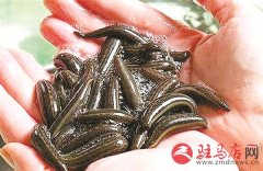 泌阳县杨何富松养殖水蛭不愁销路每亩纯利润3万元