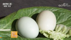 农广天地：如何挑选鸡蛋？明明白白挑鸡蛋
