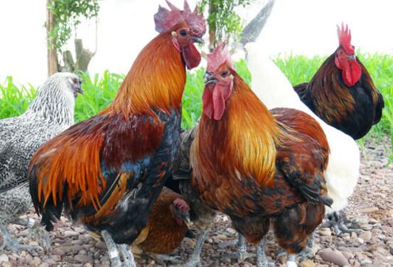 [每日农经]山区养殖没有尾巴的瓢鸡更赚钱