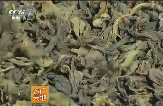 [农广天地]刘军平把连翘叶加工成连翘茶 一年销售额达40万元