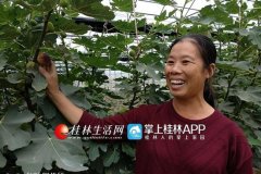 农村妇女张玉香种植大棚水果的致富路