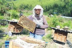 山区农民雷世兴养蜂和石磷立体养殖效益好
