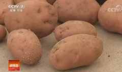 火山岩土成就的冷凉蔬菜后旗红土豆