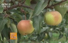延边苹果梨种植技术视频