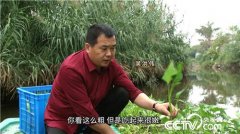 [致富经]吴洪伟水种植竹叶菜， 水面上漂来的财富！