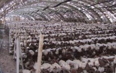 一栋黑木耳大棚年产值6万余元，木耳栽培成农民致富的好产业！