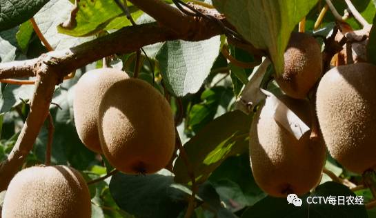 [每日农经]寻乌黄心猕猴桃一般大，亩产效益达2万元！