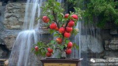 盆栽大红荣苹果效益好，肥水不流外人田！