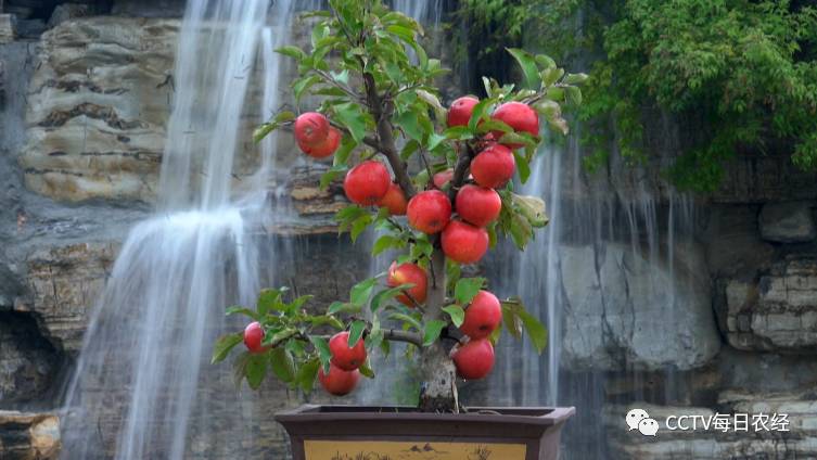 [每日农经]盆栽大红荣苹果,好吃好看更赚钱！