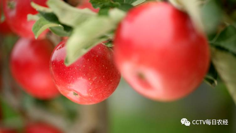 [每日农经]盆栽大红荣苹果,好吃好看更赚钱！