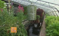 山东省牟平的一个小小的农场神秘种养黑科技 鱼菜共生系统