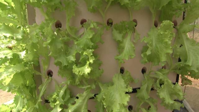 [科技苑]立柱式气雾栽培蔬菜 摞着长亩产增三倍