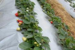 草莓大棚如何应对大雪等恶劣天气？农技专家来支招！