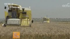 [农广天地]种植稻茬麦产量翻倍,杨四军有高招！