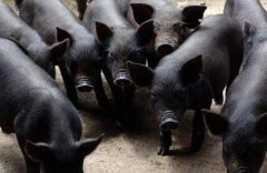 商城:黑猪价格高不愁销，成农民增收致富的好项目
