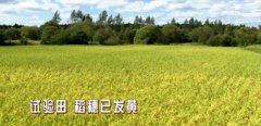 稻田来了“魔术师”,每亩水稻增产100斤！