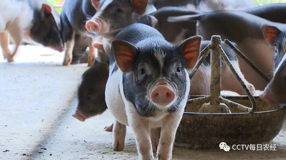 [每日农经]小耳花猪养殖效益好,8斤重的小猪卖200元！