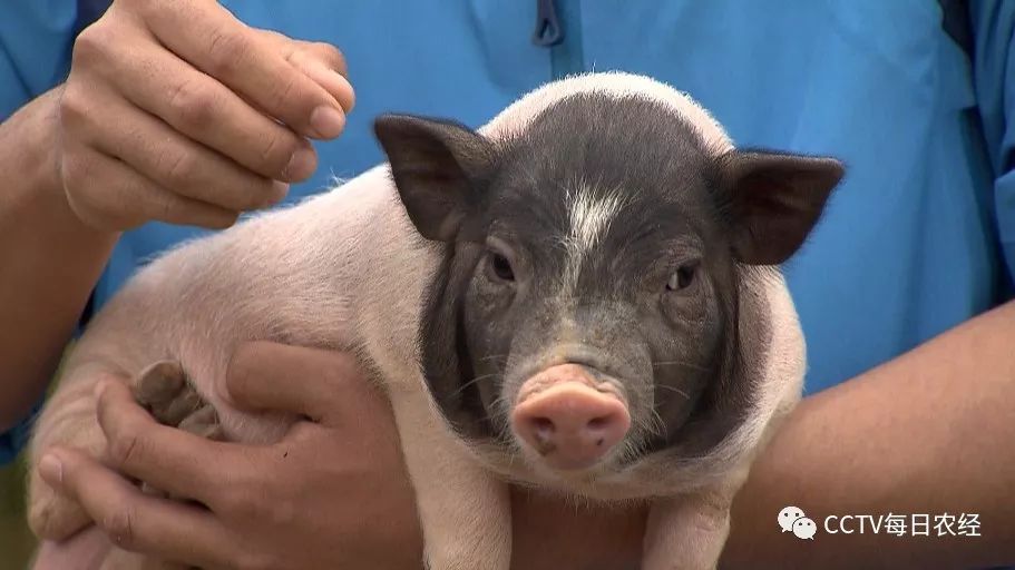 [每日农经]小耳花猪养殖效益好,8斤重的小猪卖200元！