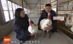 [科技苑]大火鸡养殖出奇招 鸡恋爱人帮忙