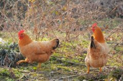 养殖土鸡什么品种好，散养土鸡怎样提高成活率？
