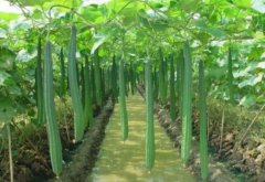 大棚丝瓜怎样种植，如何提高产量？