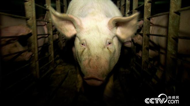 [致富经]叶传林2万元创业做饲料养猪种菜快速赚钱有秘诀