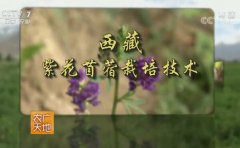 [农广天地]西藏紫花苜蓿栽培技术