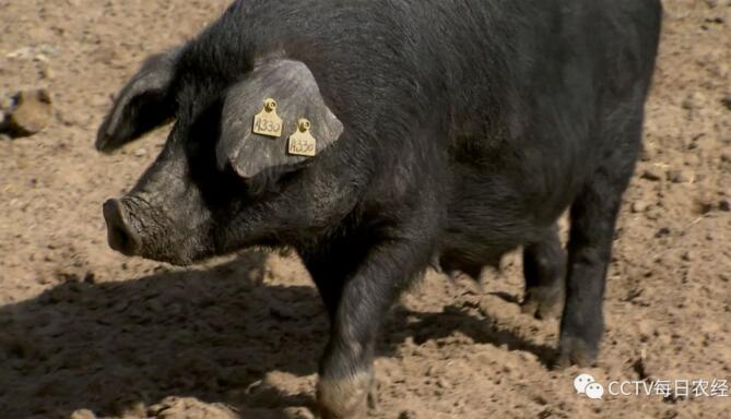 [每日农经]沙漠养黑猪赚钱多,一只猪就能赚1000元！