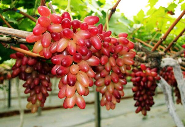 农广天地：美人指葡萄种植技术