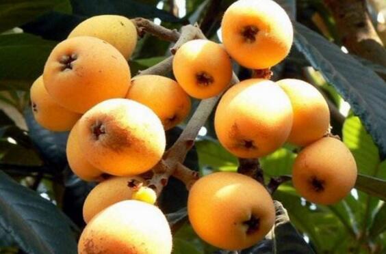 农广天地：兰溪枇杷金银果，哪种好吃哪种好栽？