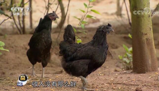 [每日农经]山林“飞”鸡，朱福顺养黑鸡年入百万！
