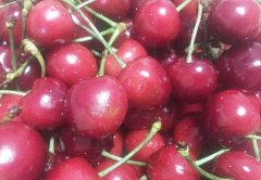早熟樱桃品种早大果单果达12克，品质优良！