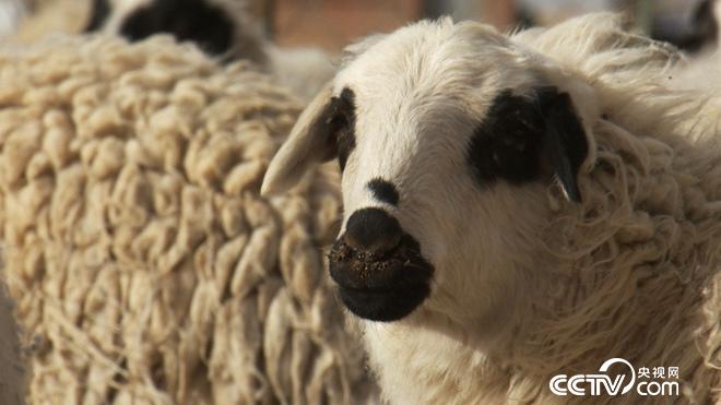 套羊的汉子阿拉腾苏和让一只羊多卖500元的致富经