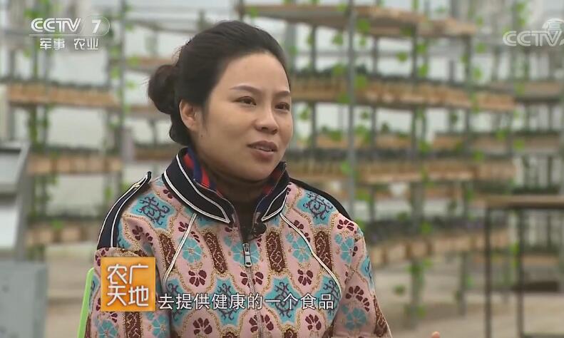 “白富美”孙灵娟去种藏红花一年收入三千万