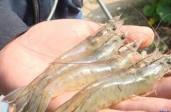 南美白对虾养殖的二个误区，养殖户如何有效调控溶解氧？