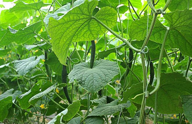 黄瓜水肥一体化高效栽培方法