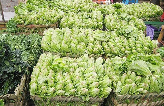 种植蔬菜赚钱吗？批发价格低于1.5元/公斤，谈利润全是笑话！